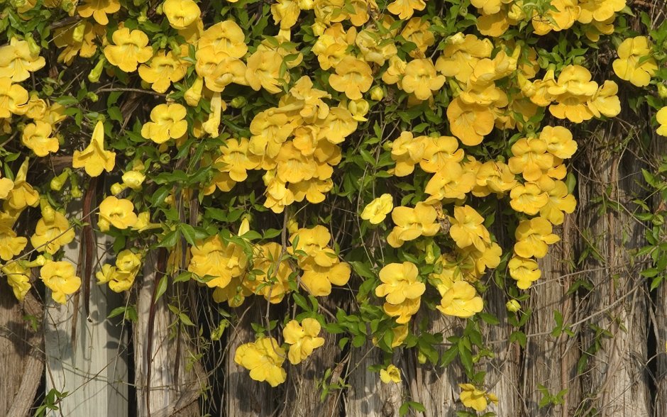 Цветок кампсис желтый