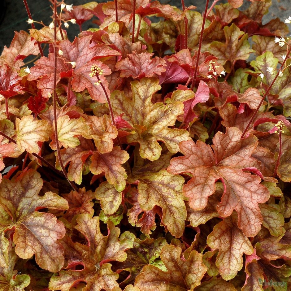 Гейхерелла Купер Каскад Heucherella Cooper Cascade