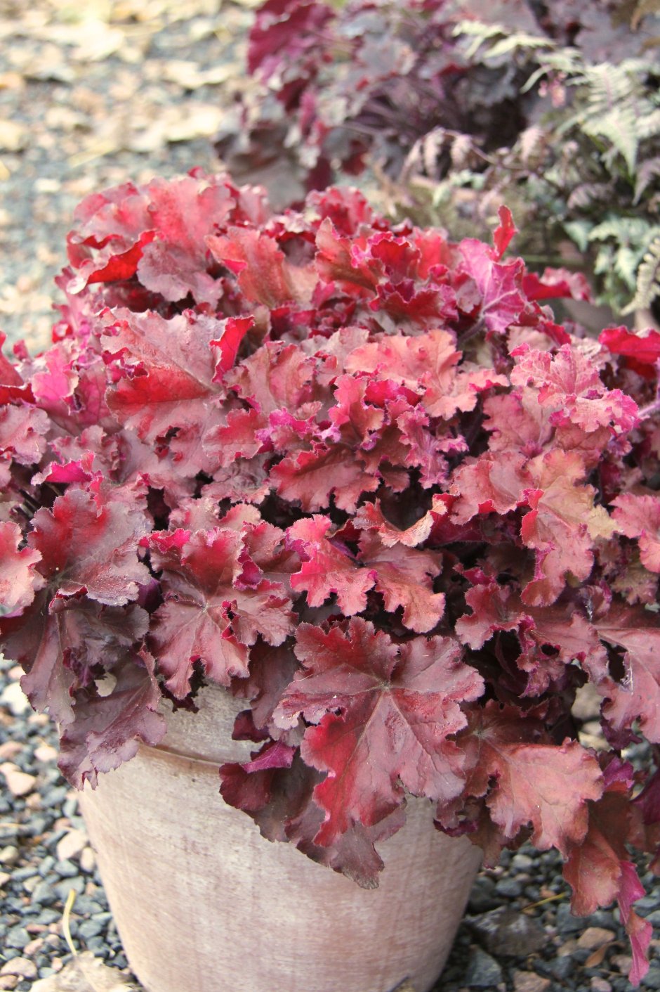 Гейхера Heuchera Boysenberry