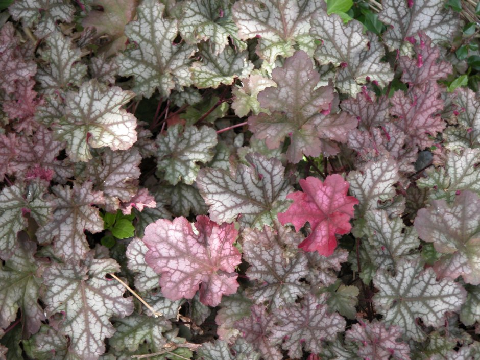 Гейхера Марс (Heuchera "Mars").