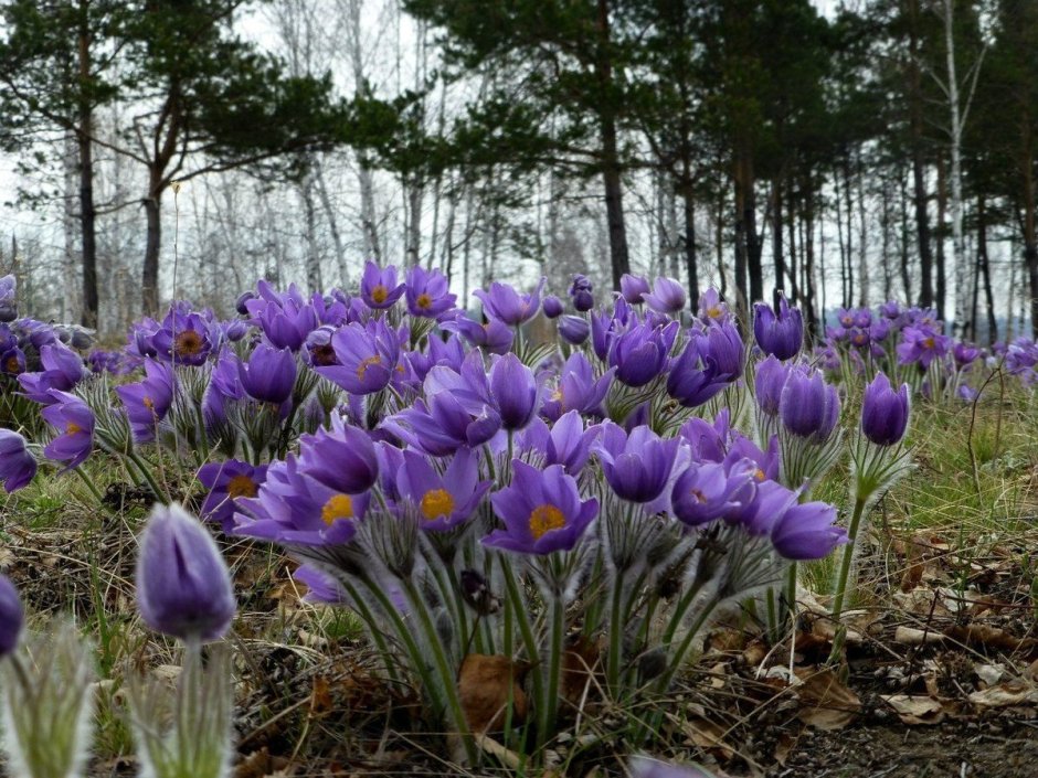 Подснежник прострел