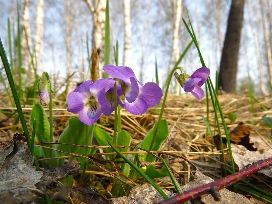 Лесная фиалка Паспалеева