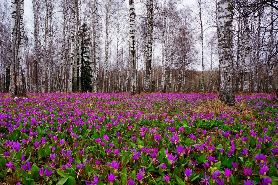 Кандыки подснежники Полянки