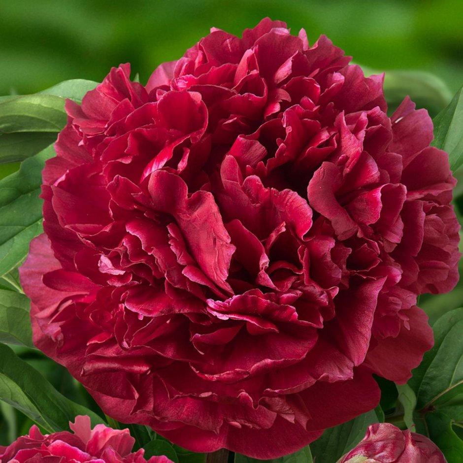 Пион молочноцветковый Sarah Bernhardt