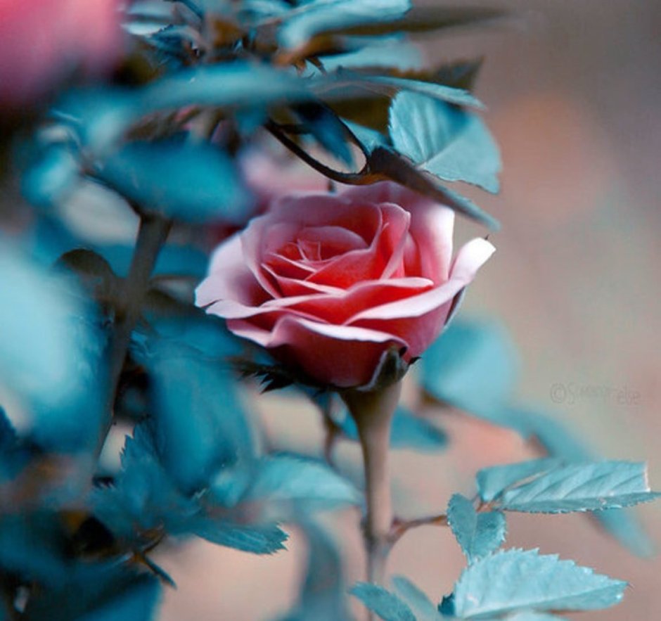 Цветы бирюзовые и розовые