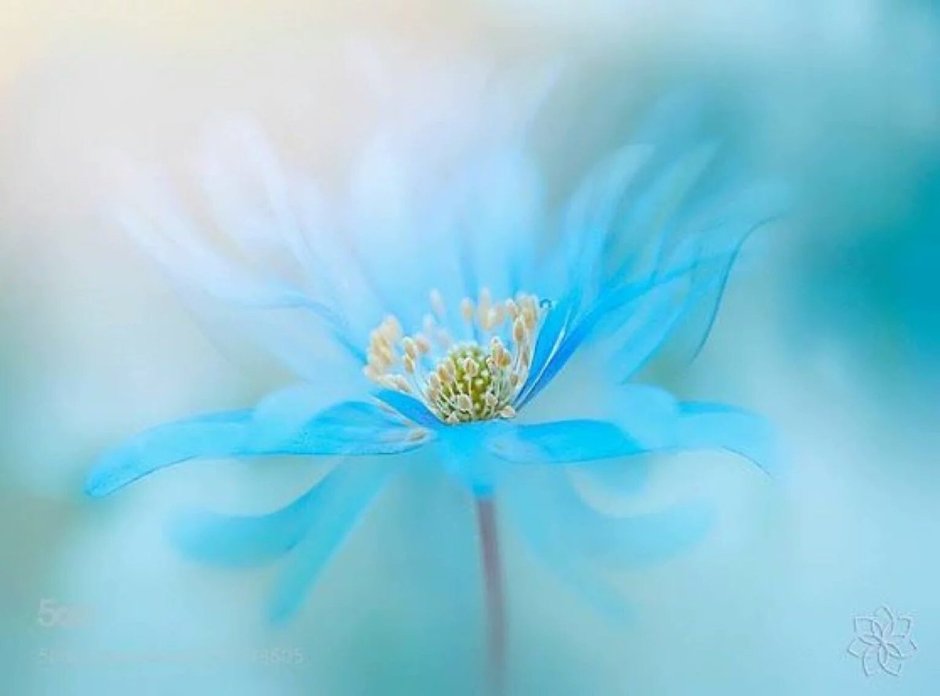 Нежные голубые цветы