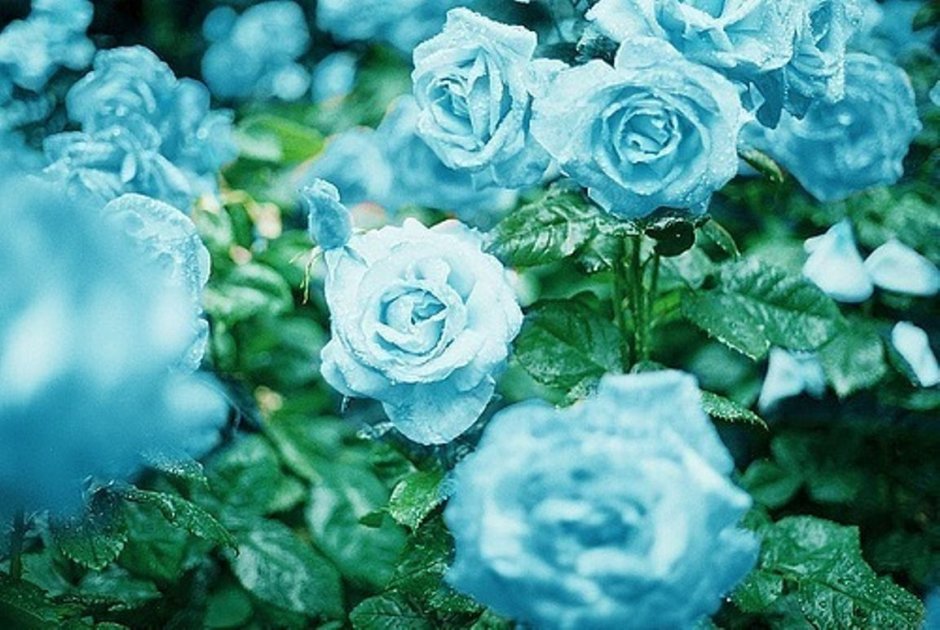 Голубые розы Эстетика