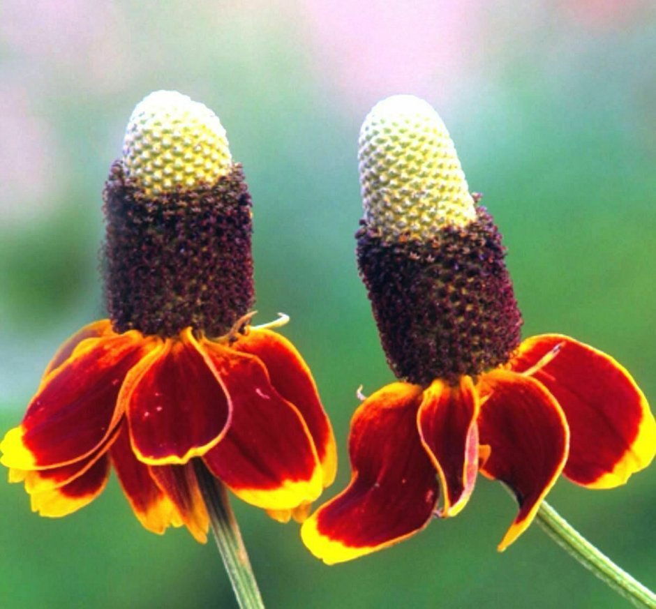 Цветы Ратибида Мексиканская шляпа