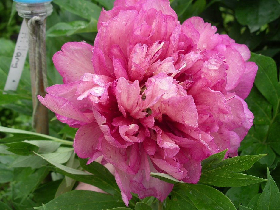 Пион Хиллари цветок