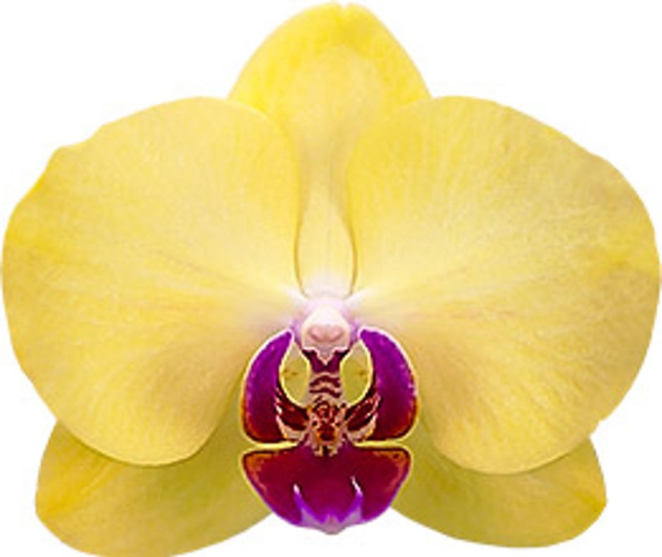 Орхидея Limelight