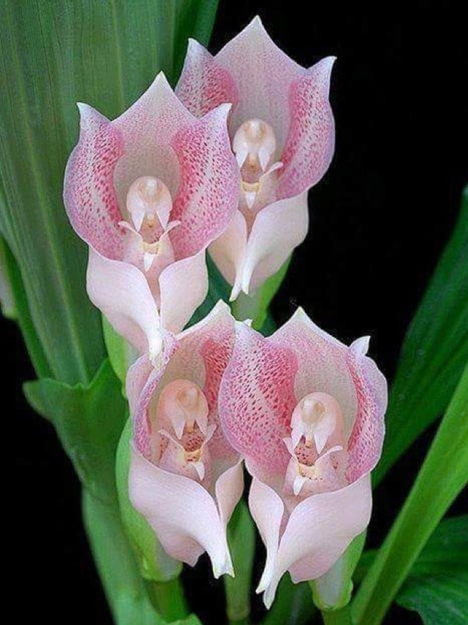 Орхидея ангулоа Унифлора