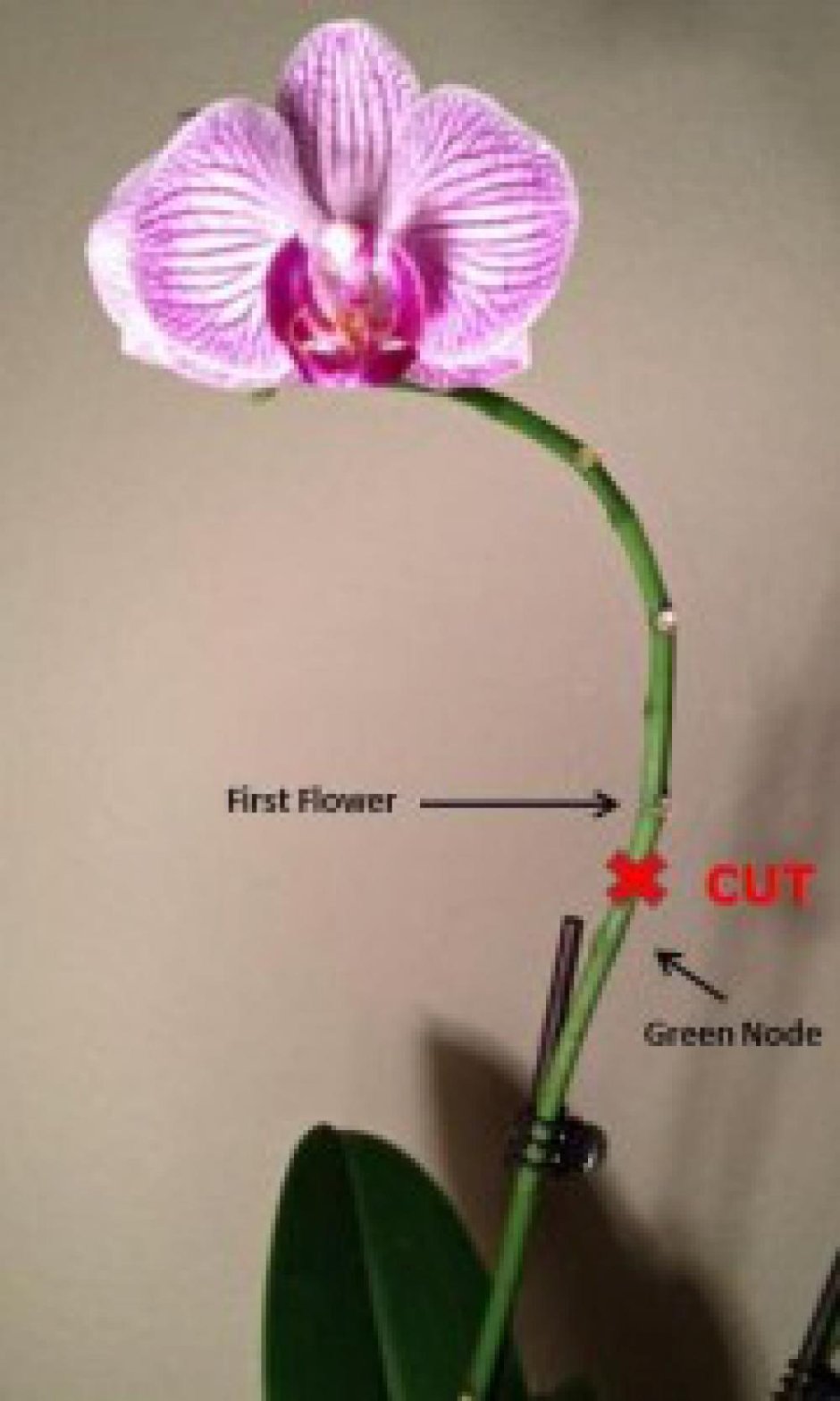 Орхидея фаленопсис срезанная