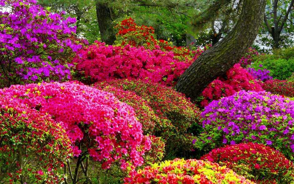 Цветочный сад природа