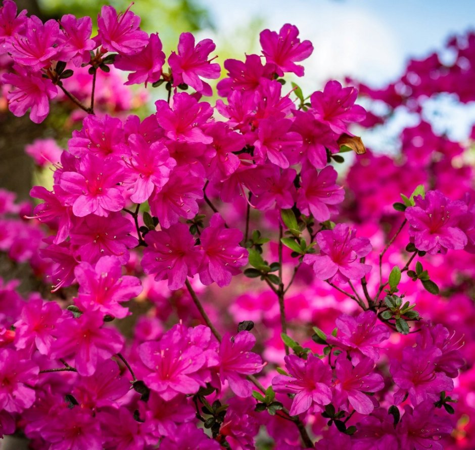 Маленькие яркие розовые цветы весной