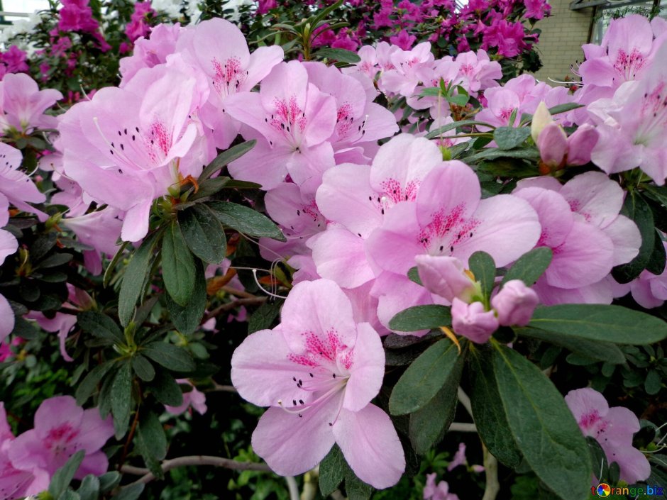 Rhododendron simsii цветок