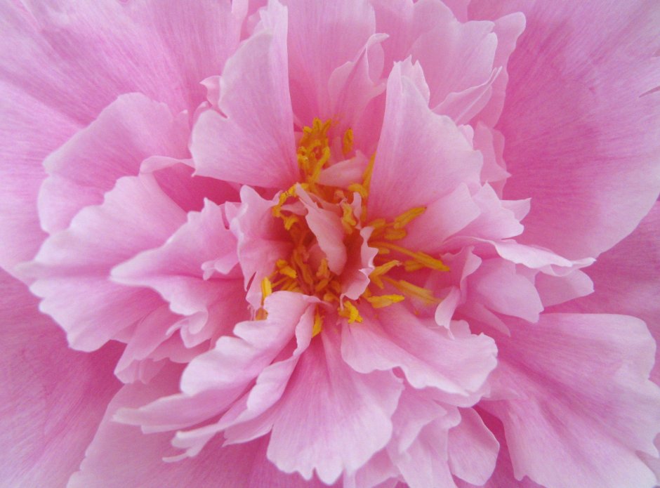 Пион молочноцветковый Pink giant