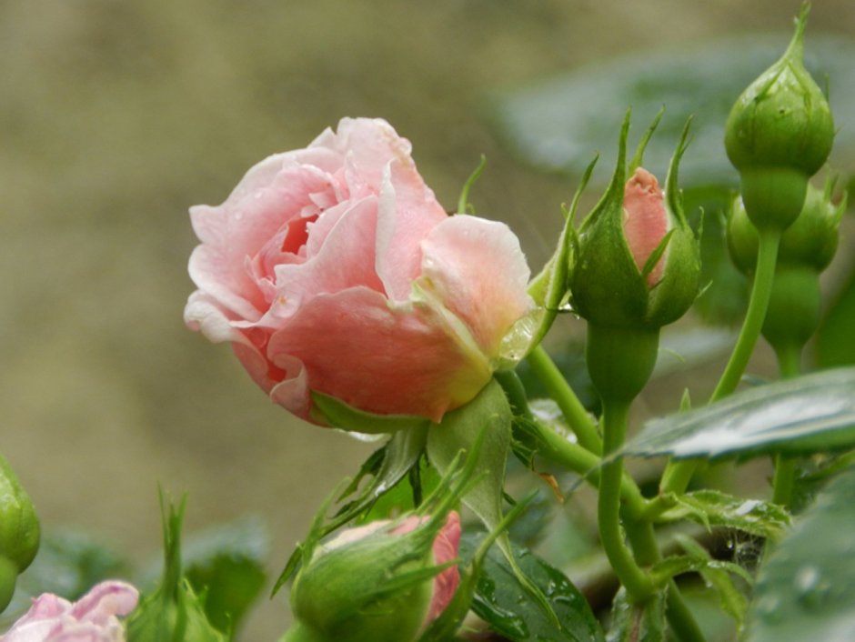 Чашелистик кустовой розы
