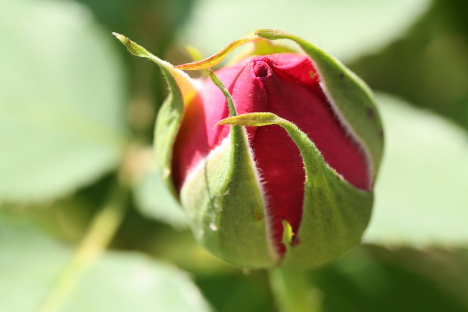 Бутон цветка фото