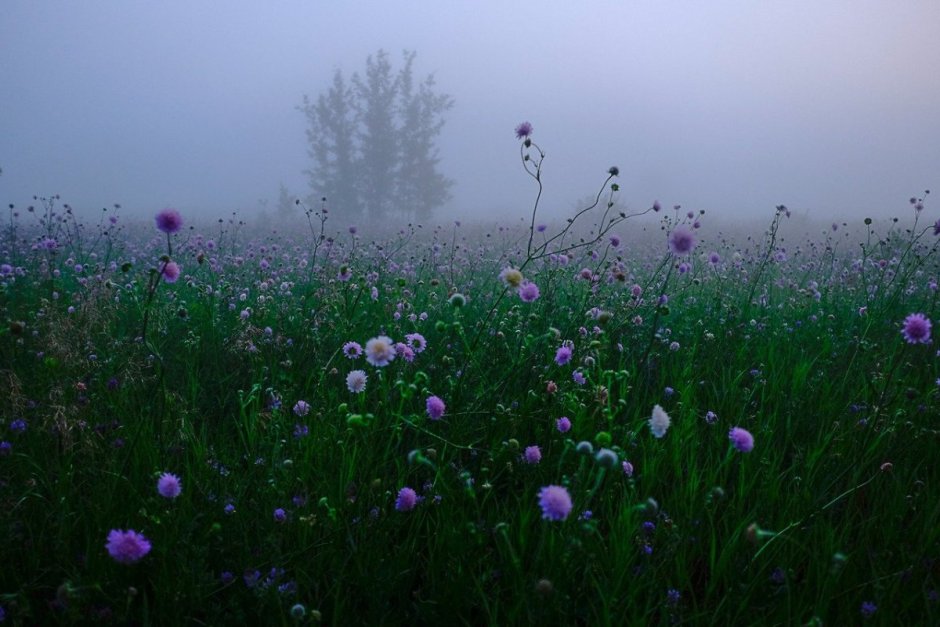 Цветы в тумане