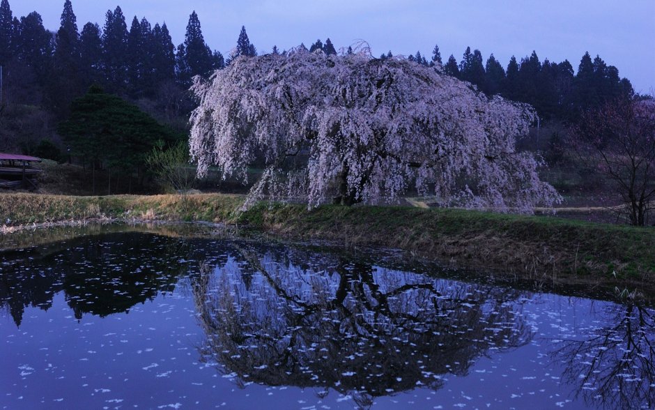 Цветущее дерево у реки