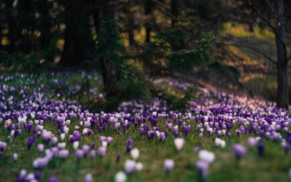 Фиолетовые цветочки в лесу