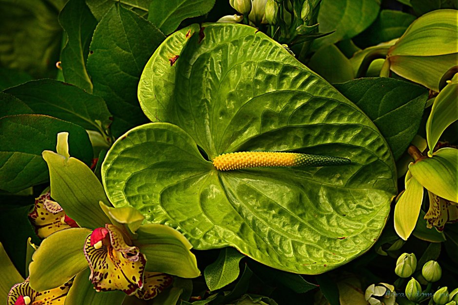 Антуриум зеленый цветок