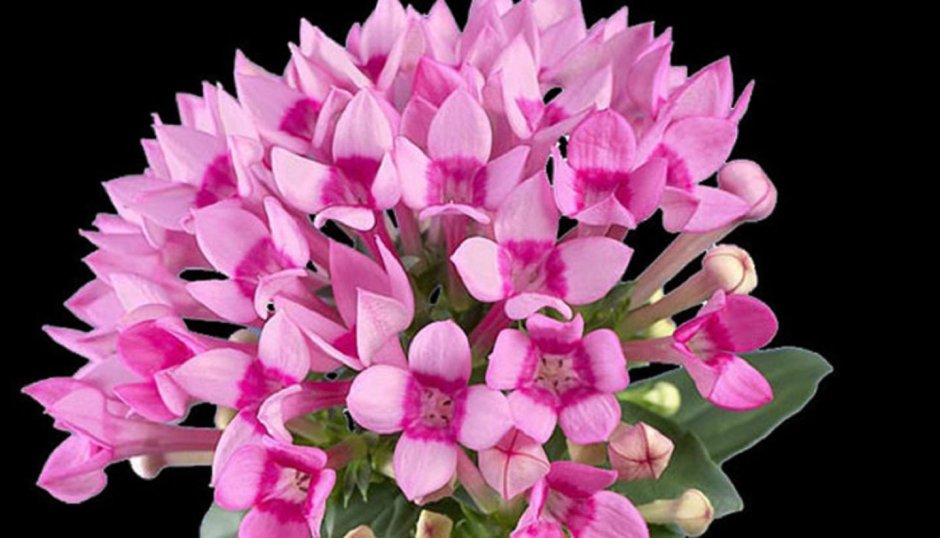 Цветок Бувардия розовая