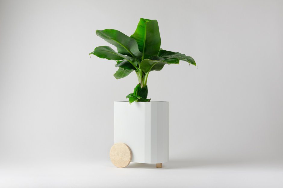 Дизайнерское растение в белом горшке