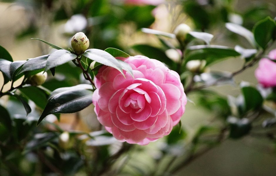 Камелия миддлберийская розовая