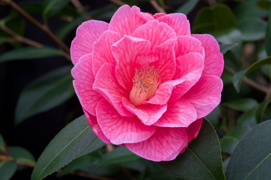 Миддлберийской розовой Камелия