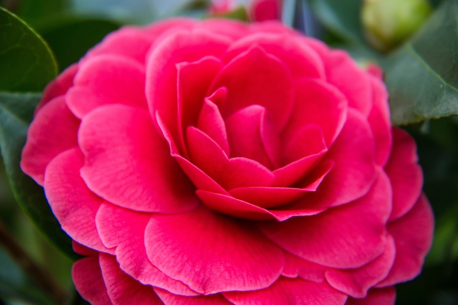 Роза флорибунда Камелия