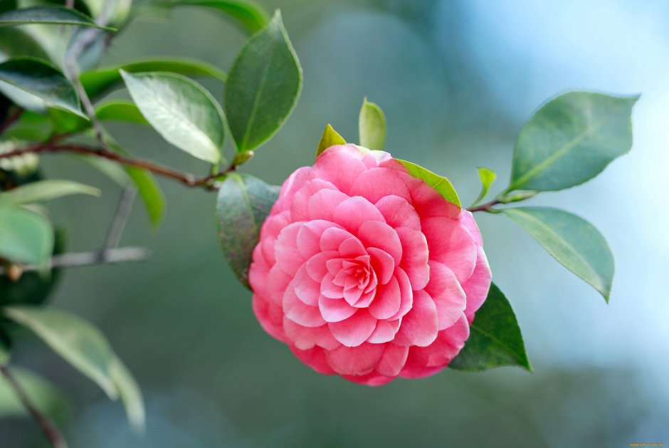 Камелия японская цветок