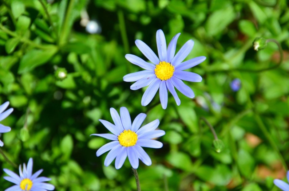 Фелиция цветок голубая Ромашка
