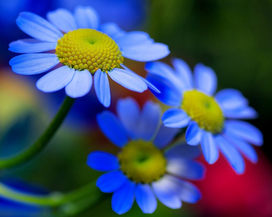 Цветок голубая Ромашка