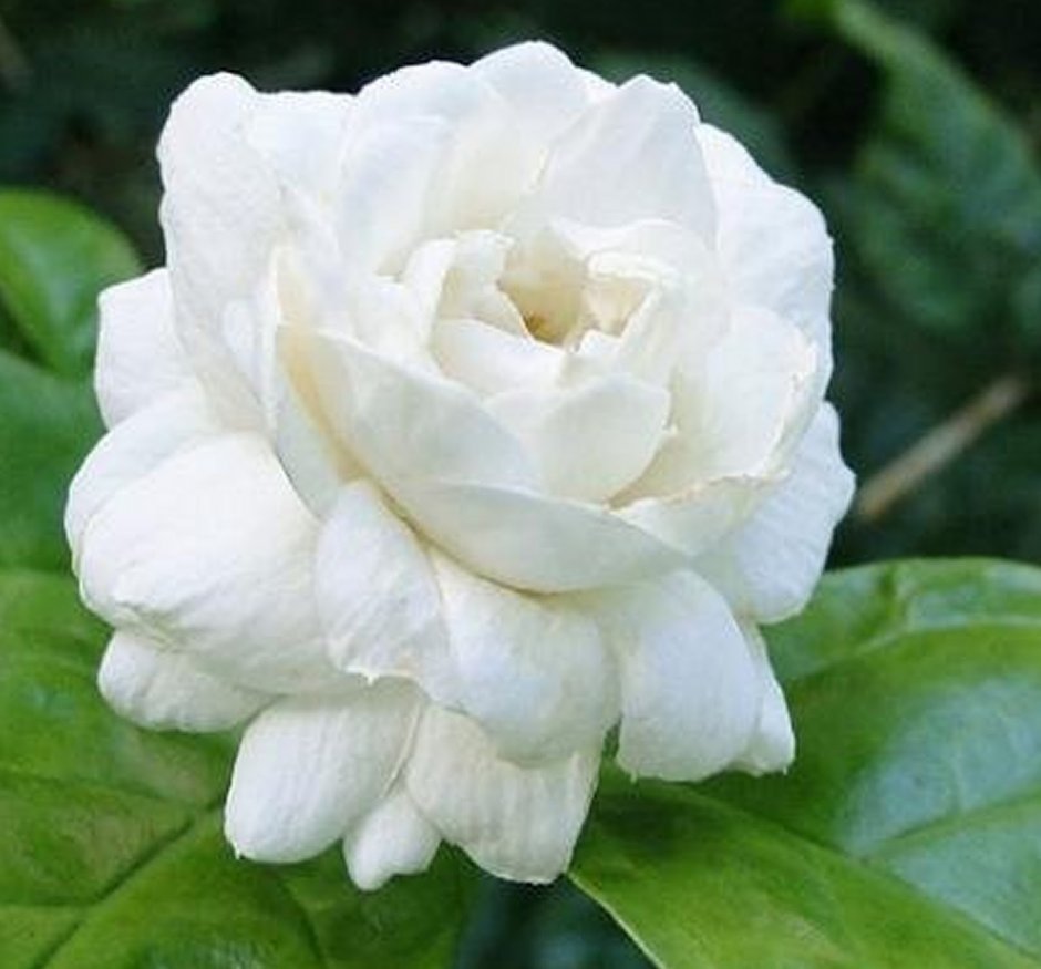Цветок скрещенный с розой и жасмином