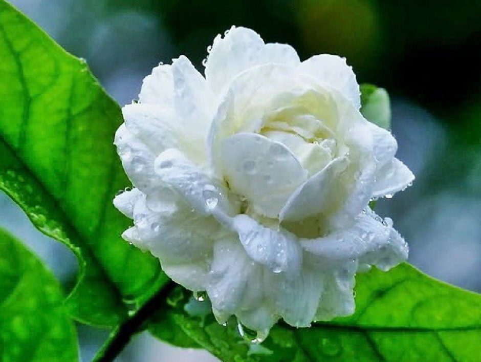 Роза плетистая жасмина белая