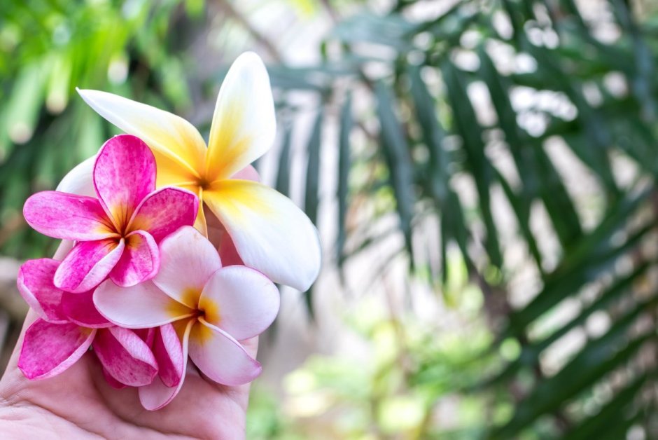 Цветок Бали Плюмерия