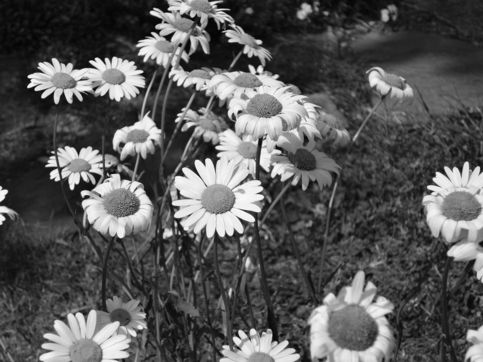 Ромашки в черно белом цвете