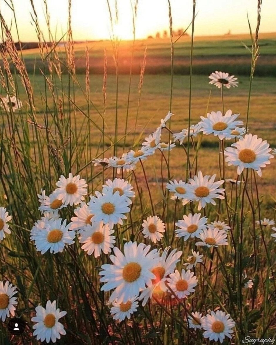 Полевые цветы и солнце