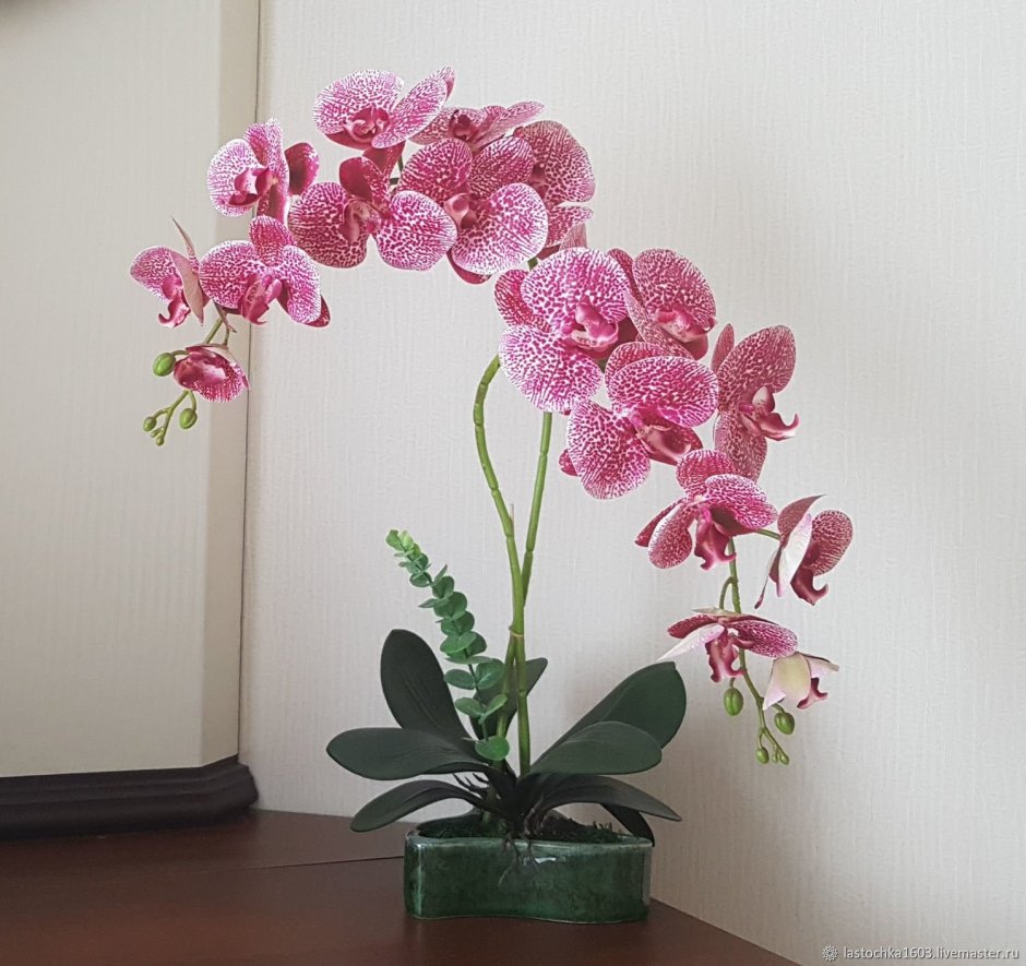 Орхидея фаленопсис Anastasia