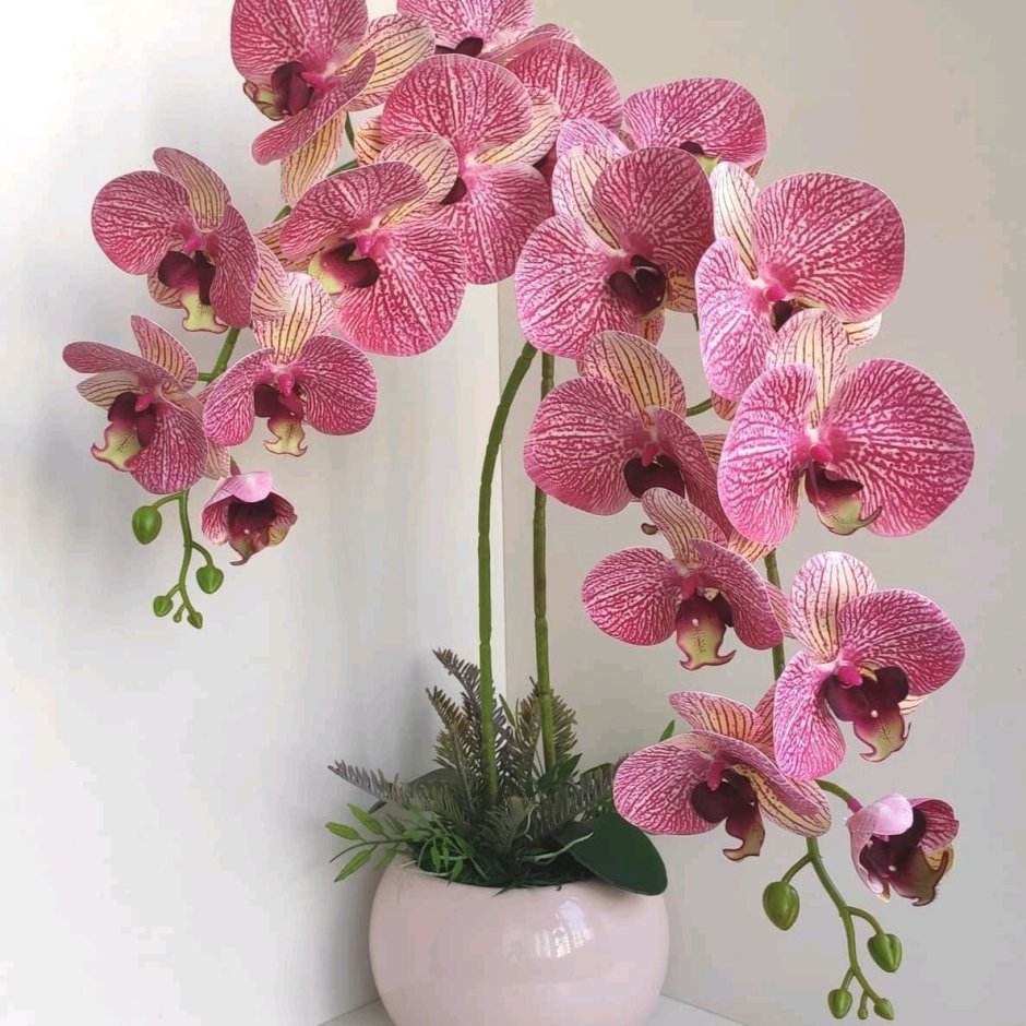 Орхидея Вероника фаленопсис