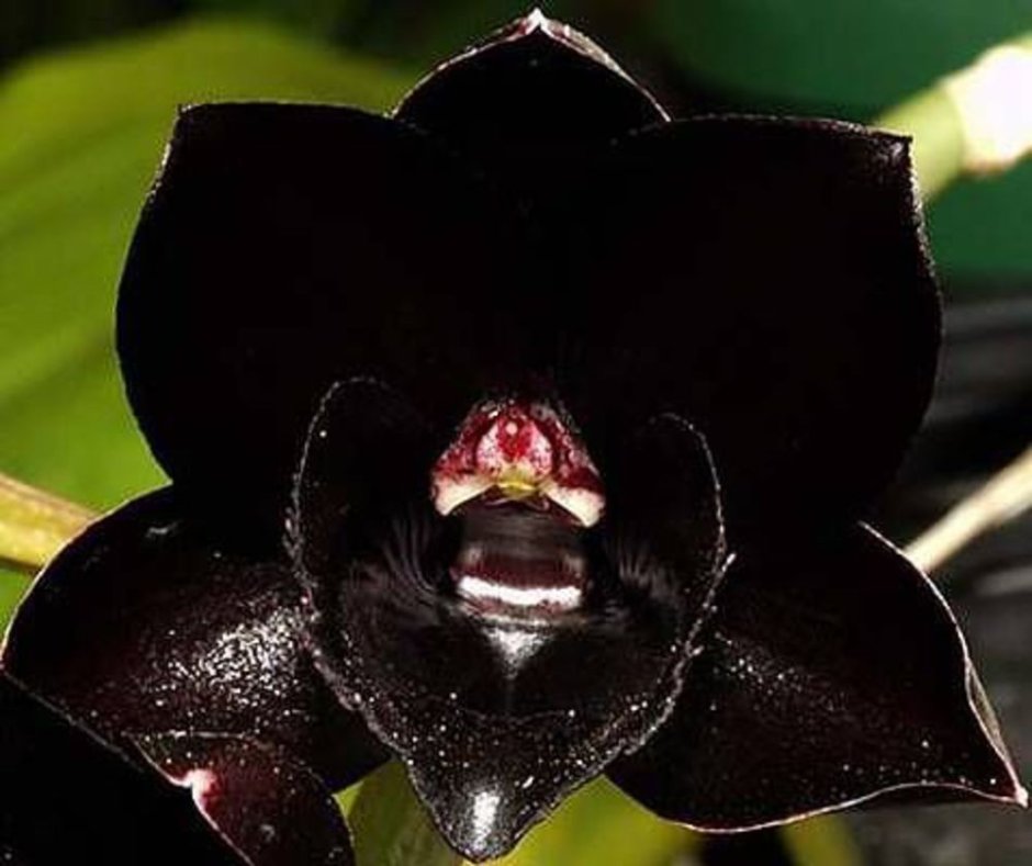 Black Orchid цветок