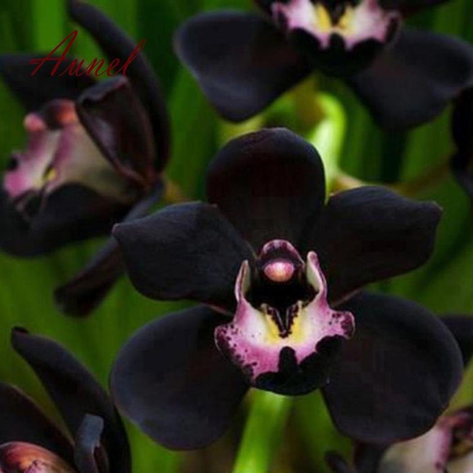Орхидея черная мамба