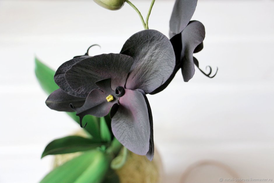 Черная Орхидея металлик Блэк