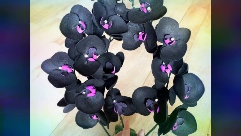 Чёрная Орхидея фаленопсис цветок