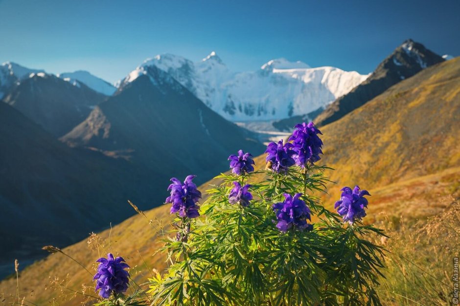 Алтай цветы гора Белуха