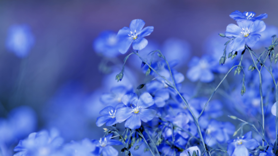 Цветы Сток синие