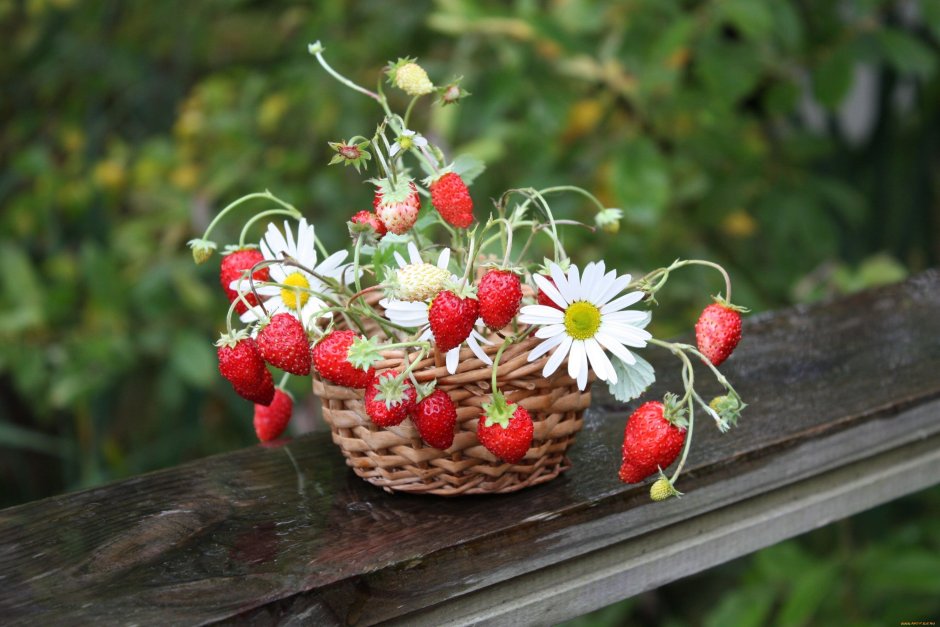 Летние цветы и ягоды