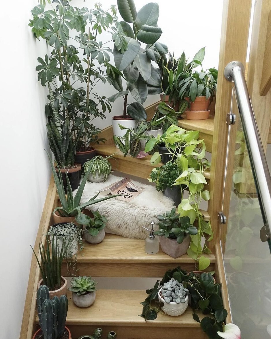 Лестница для комнатных растений