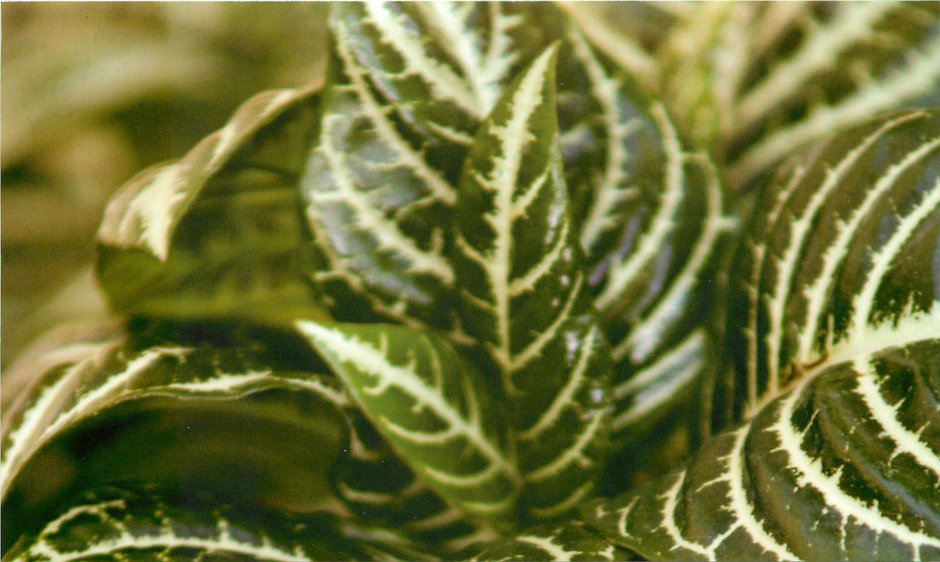 Комнатное растение с белыми прожилками на листьях